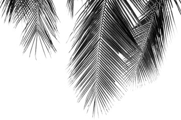 white and black coconut palms leaf on white background