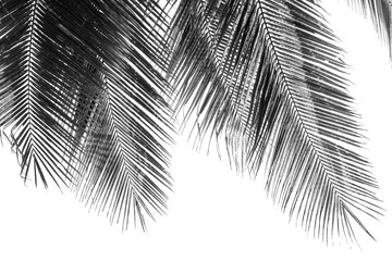 white and black coconut palms leaf on white background