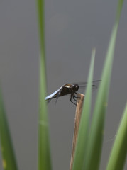 Broad-bodied chaser dragonfly (Libellula depressa) resting on reed