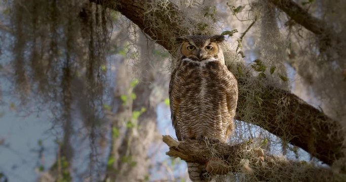 Great horned owl perching on branch