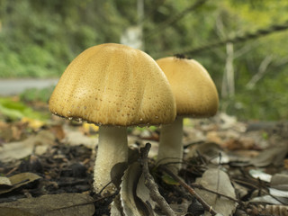 道端に生えているきのこ