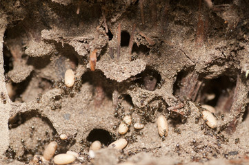 Black garden ants (Lasius niger) carrying larvae in nest