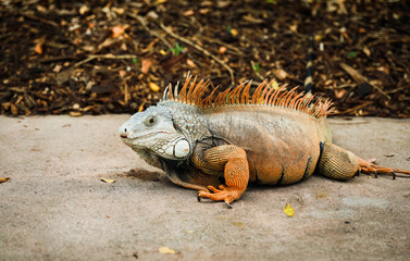 Obraz premium Iguanastare2