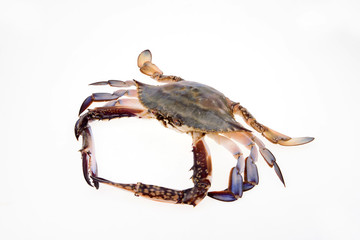 The crab is on a white background