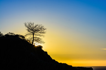 Torrey pine tree against the sunset in La Jolla, California