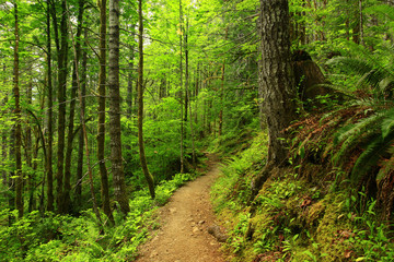 Fototapeta premium zdjęcie leśnego szlaku Pacific Northwest