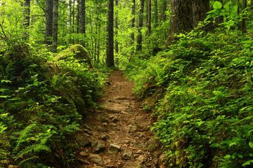 Fototapeta premium a picture of an Pacific Northwest forest trail