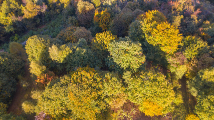 Drone aerial view of woods during the autumn season with warn colors