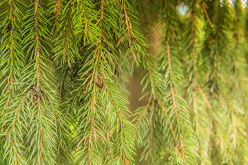 Fir tree brunch close up. Christmas wallpaper concept