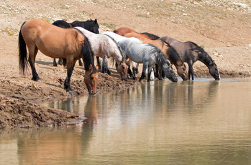 Dun Buckskin mare drinking at waterhole  with herd of wild horses in the Pryor Mountains Wild Horse Range in Montana United States
