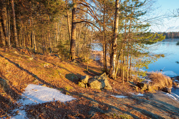 Warm evening sunlight in forest