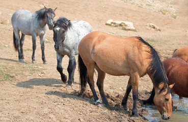 Dun Bucksin mare drinking water with herd (small band) of wild horses at the waterhole in the Pryor Mountains Wild Horse Range in Montana United States