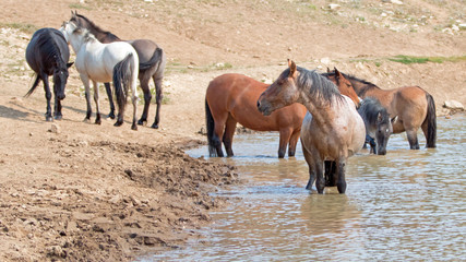 Red Roan stallion in the waterhole with herd of wild horses in the Pryor Mountains Wild Horse Range...