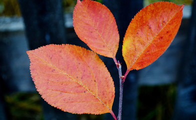 осень.красные листья.