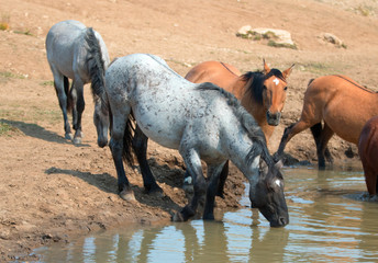 Blue Roan stallion drinking at the waterhole with herd of wild horses in the Pryor Mountains Wild Horse Range in Montana United States - Powered by Adobe