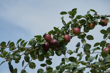Pommes sur la branche .