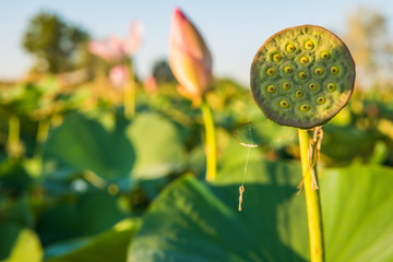 Lotus on the pond in Almaty. The bud of a lotus flower