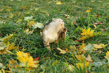 Cat seats on the fallen yellow maple leaves.
