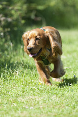Obraz premium Sprocker 