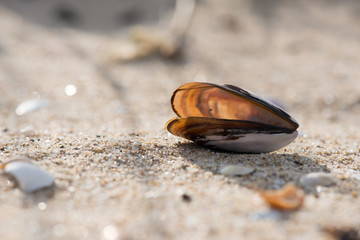 Shells on the beach