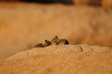 Two White Tailed Antelope Squirrel Ammospermophilus leucurus