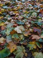 crumbling mottled yellow and orange maple leaves on green grass