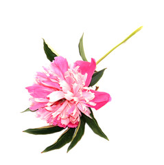 Pink peony fresh flowers isolated