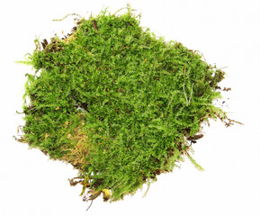 A clump of green moss isolated on a white background