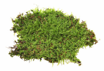 A clump of green moss isolated on a white background