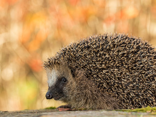 European hedgehog, Erinaceus europaeus in colorful autumn leaves looking in camera