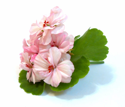 geranium flowers in the shape of roses fresh on the green leaf