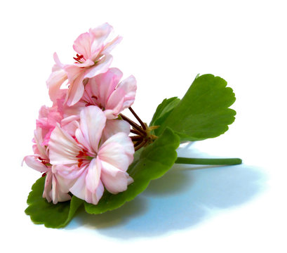 geranium flowers in the shape of roses fresh on the green leaf