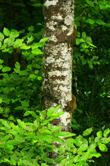 a picture of an Pacific Northwest forest and Alder tree