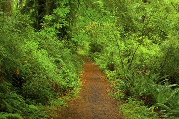 Fototapeta premium a picture of an Pacific Northwest forest trail