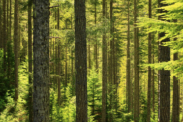 a picture of an Pacific Northwest forest in summer