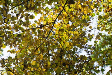 yellow fall leaves on branch selective focus
