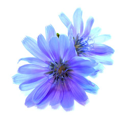 drawing blue chicory flower isolated on white