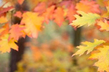 Naklejka na ściany i meble colorful fall leaves on branch selective focus