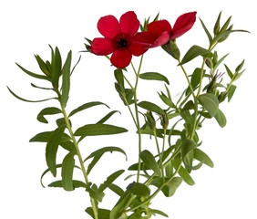 purslane flower isolated on white digital painting