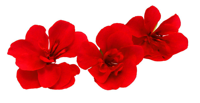 geranium flowers in the shape of roses fresh, photo manipulation