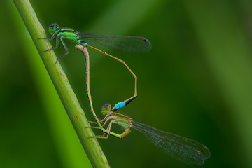 The dragonflies are mating