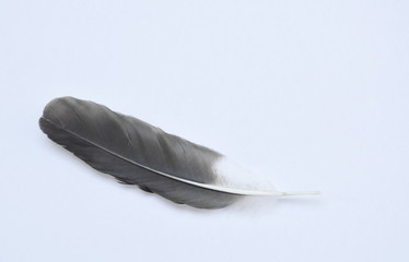 black and white bird feather on white background