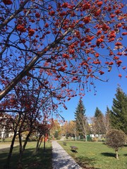 гроздья рябины на ветке в парке