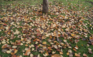Dry leaves