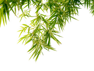 Green leaf and branches on white background