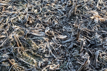 Winter field