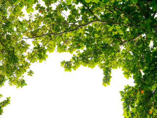 Green leaf and branches on white background