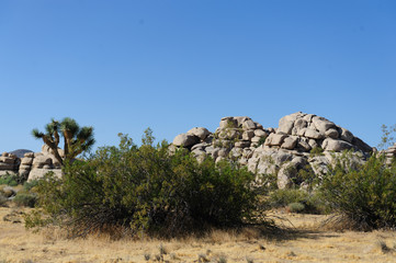 Joshua Tree National Park Landscape shot