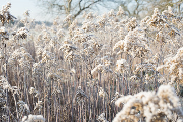 Winter field