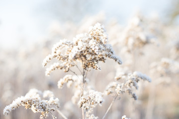 Winter field